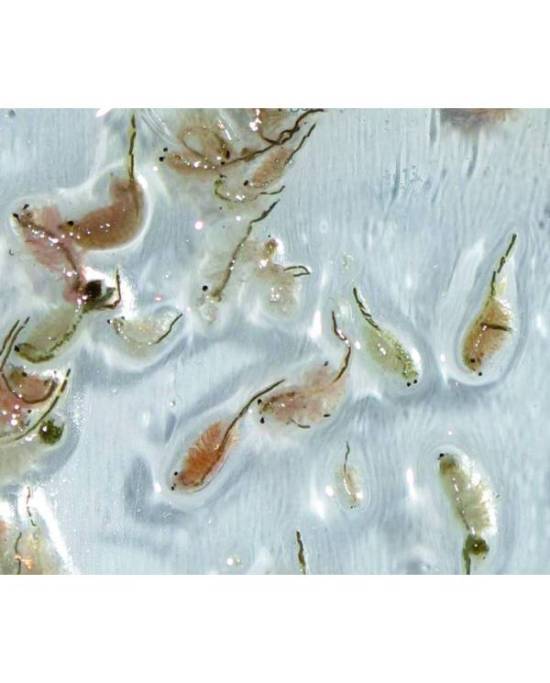 Antartica - Artemia Premium - Blister - 100g