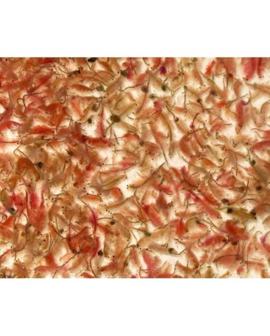 Antartica - Artemia Premium - Blister - 100g
