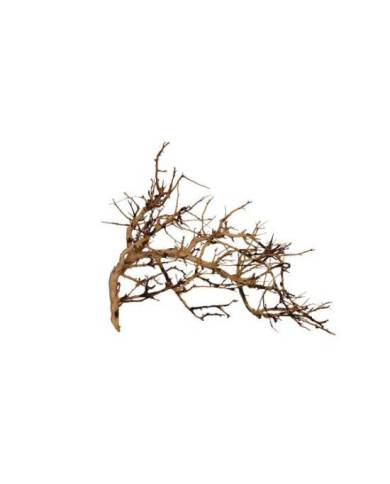 AQUAVIE VIGNE BROUSSA 10-30CM