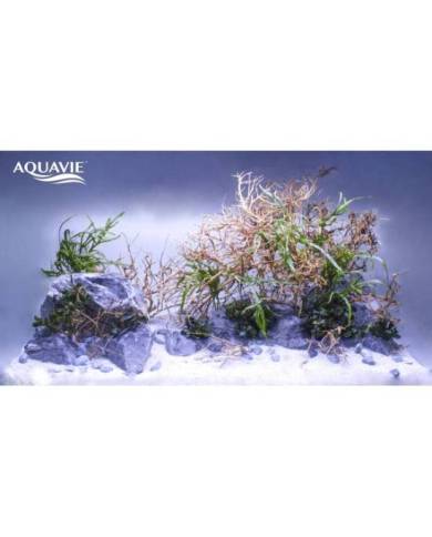 AQUAVIE VIGNE BROUSSA 10-30CM