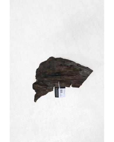 RACINE MANGROVE MS 25-40CM