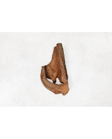 RACINE MANGROVE GM 40-60CM