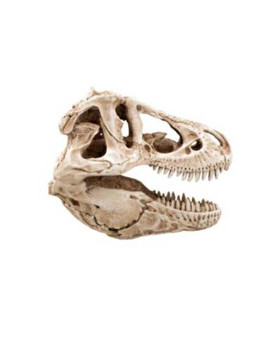 Aquavie - Décoration résine - Crâne Dino 14 - 14x7,5x9 cm