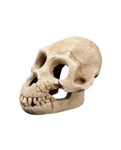 Aquavie - Décoration résine - Crâne Ratarold 2 - 13,5x10x8,5 cm