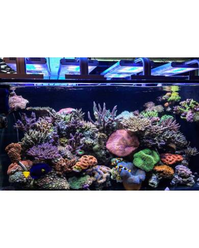 GrassyCore SEALIGHT LED 148W BLACK