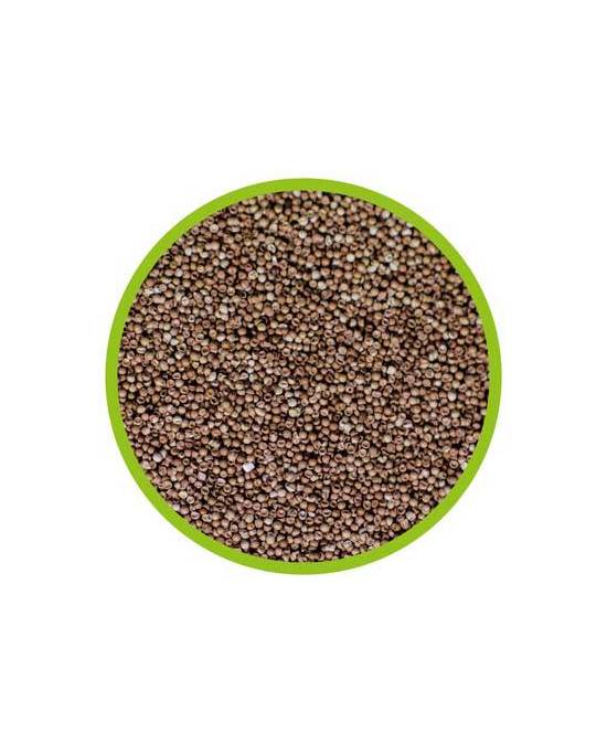 Hobby - Oeufs d'artémia - 20mL