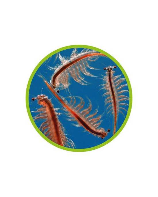 Hobby - Eclosoir à artémias