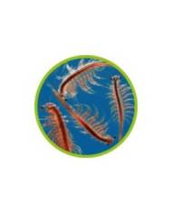 Hobby - Eclosoir à artémias