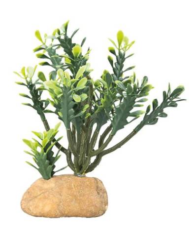 Hobby - Euphorbia M - 15x7x17 cm