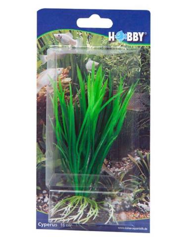 Hobby - Cyperus - 16 cm - s.s.