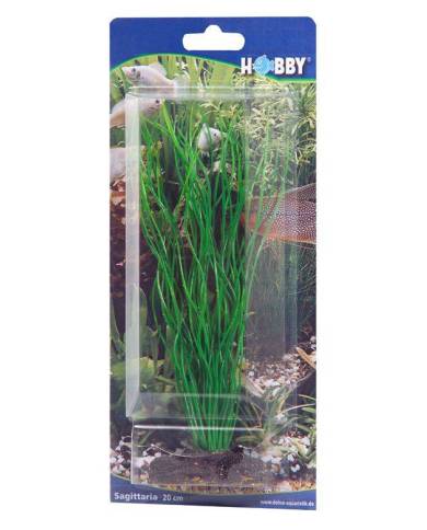 Hobby - Sagittaria - 20 cm - s.s.