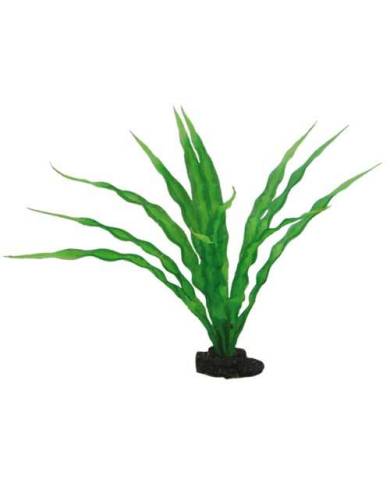 Hobby - Crinum - 29 cm - s.s.