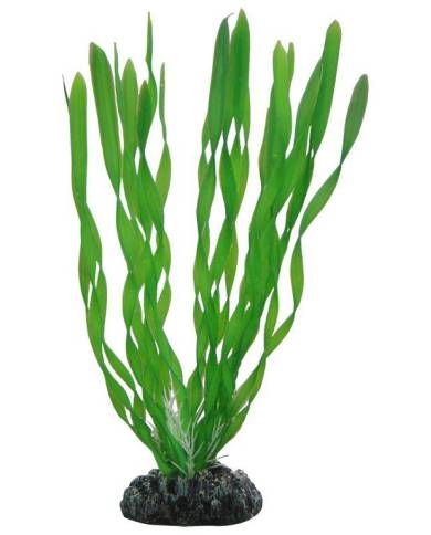 Hobby - Vallisneria - 20 cm - s.s.