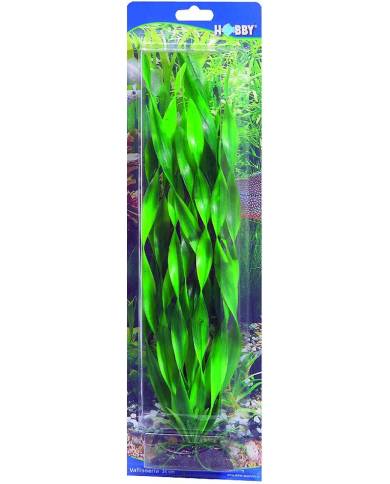 Hobby - Vallisneria - 34 cm - s.s.