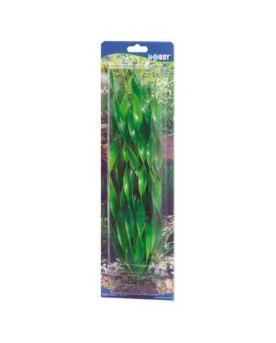 Hobby - Vallisneria - 46 cm - s.s.