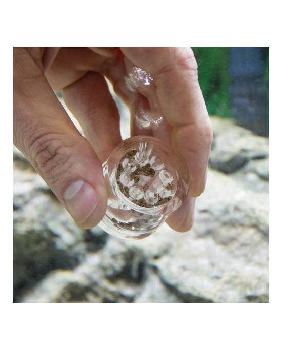 Hobby - Planaria X  - Piège à planaires