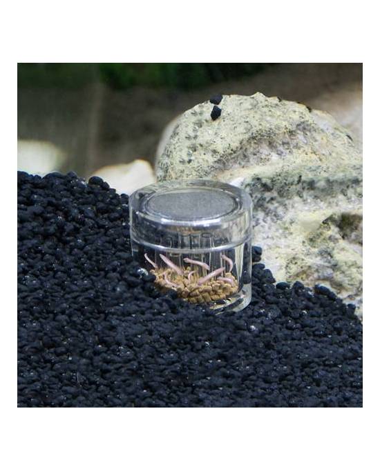 Hobby - Planaria X  - Piège à planaires