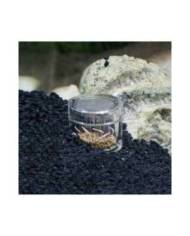 Hobby - Planaria X  - Piège à planaires