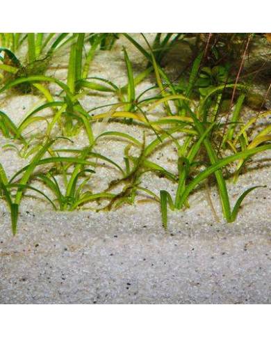 (2)JBL Sansibar RIVER 5kg
