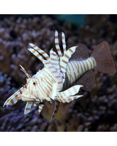 *FCY* (2)JBL MotionDeco Lionfish