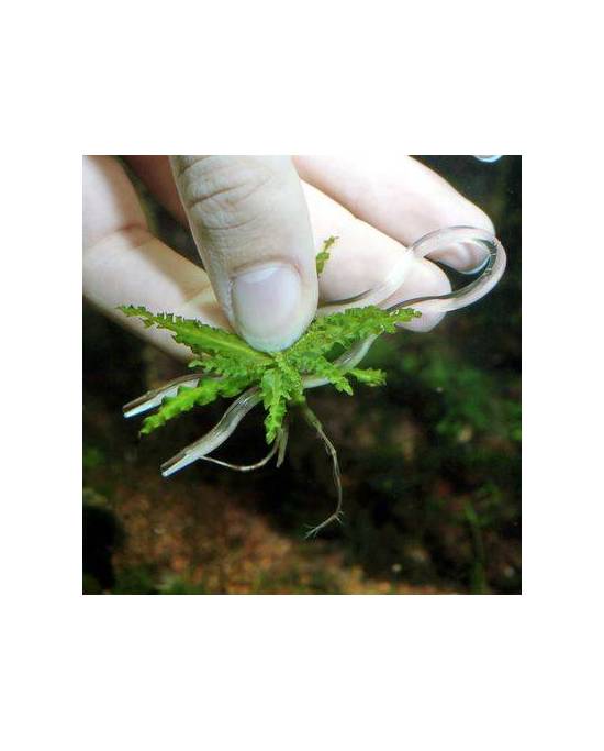 JBL - Plantis Pins - 12 pcs