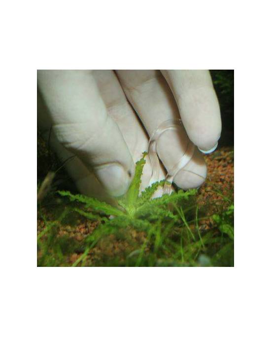 JBL - Plantis Pins - 12 pcs