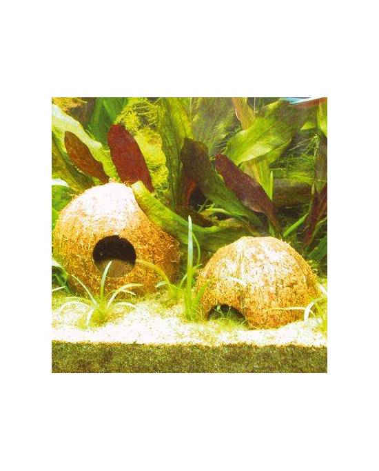 JBL - Cocos Cava 1/2 - L