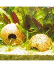 JBL - Cocos Cava 1/2 - L