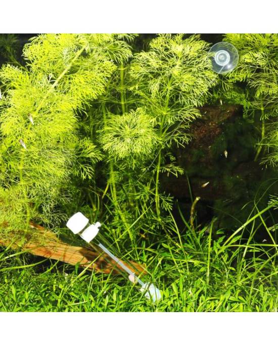 JBL - PlaCollect - Piége à planaires