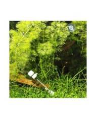 JBL - PlaCollect - Piége à planaires