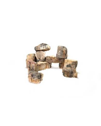 Reptiles Planet - Pierre Wood Fossil M