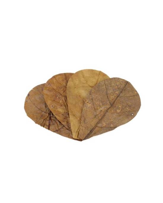 Seachem - Catappa Leaves Small - 10-12cm - 12 pcs