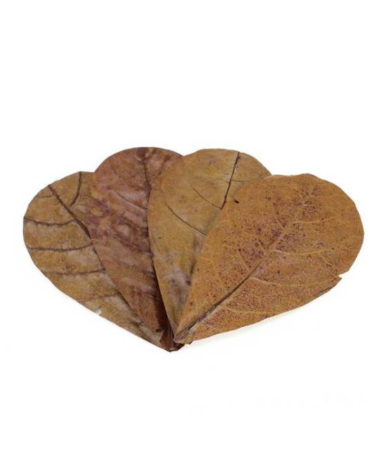 Seachem - Catappa Leaves Medium - 16-17cm - 12 pcs
