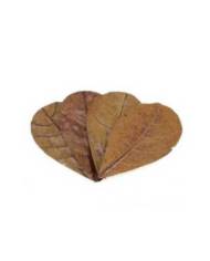 Seachem - Catappa Leaves Medium - 16-17cm - 12 pcs